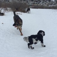 Alara, Gander and Piper