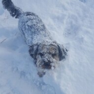 Daisy after playing in the sticky snow #calgarydogwalker #calgarypackwalks