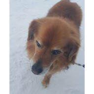 Maxy #calgarydogwalker #calgarypackwalks