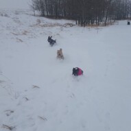 Knute, fozzy & molly in deep snow #calgarydogwalker #calgarypackwalks