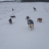 Daisy, Ruby, Samson, Bailey, Oliver & Quinn #packwalks #calgarydogwalker