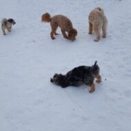 Teddy, Fozzy, Sydney & Daisy #packwalks #yycdogwalking
