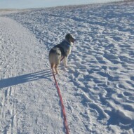 Welcome to our pack Quinn!! #packwalks #calgarydogwalker