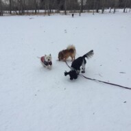 Iggy, Wiley and Alara