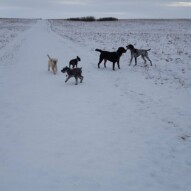 Paco Taz & Molly. Nero & Knute #packwalks #calgarydogwalker