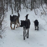 Piper, Gander and Alara
