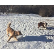 Action shot: Guinness & Waylon #packwalkscalgary #dogwalkeryyc