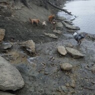 Samson, Sydney, Quinn, finnigan & Fozzy loving the river #packwalksyyc #dogwalking