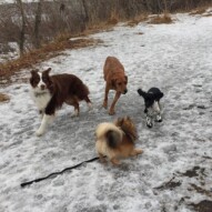 Play time!!! Waylon, River, Wiley and Alara #packwalksswcalgary #dogwalkeryyc #allbreedsallsizes