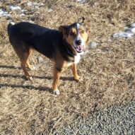 Hello Oliver #packwalks #yycdogwalking