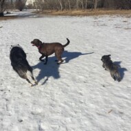 Storm, Bruce & Sophie #dogwalkingcalgary #yycdogwalker