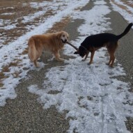 Finn & Oliver #packwalks #yycdogwalking