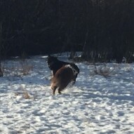 Teela & Waylon rough-housing #packwalkscalgary #dogwalkeryyc