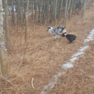 Molly & Quinn running #packwalks #yycdogwalking
