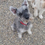 Such a cute photo of Paco #packwalks #yycdogwalking
