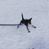 And she's off…there goes Molly! #allbreedsallsizes #calgarydogwalker