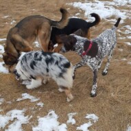 Quinn, Samson, Oliver & Knute #packwalks #yycdogwalking