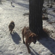 River, Wiley & Kia #dogwalkercalgary #southwestdogwalker #allbreedsallsizes