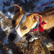 Welcome to the pack Sniper! #packwalks #yycdogwalking