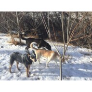 Sarge, Jazz & Piper #yycdogwalker #packwalkscalgary
