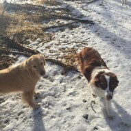 Say cheese boys….Guinness & Waylon #packwalkscalgary #southwestdogwalker