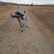 Knute and his big stick! #packwalks #yycdogwalking