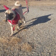 Welcome to the pack Piper! #packwalks #yycdogwalking