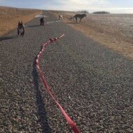 Molly , Cally (mollys neighbour), Taz,  Paco & Samson #packwalks #yycdogwalking