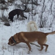 Molly, Kia & Bruce #packwalksyyc #southwestdogwalker #calgarydogwalker