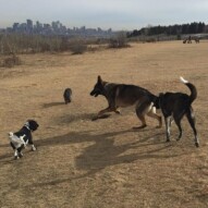 Alara, Sophie, Gander & Piper #packwalkscalgary #dogwalkingcalgary