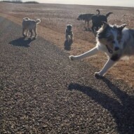 Taz, Paco, Samson, Whistle & Quinn #packwalks #yycdogwalking