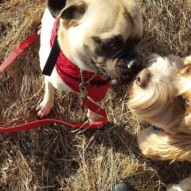 Piper & Fozzy kissing awwww #packwalks #yycdogwalking