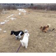 Best buddies: Alara, Iggy & Wiley #southwestdogwalker #packwalkscalgary
