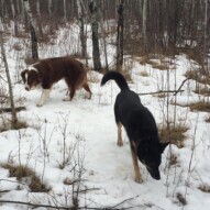 Teela & Waylon #calgarydogwalks