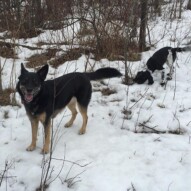 Teela & Alara #packwalkscalgary #dogwalkingcalgary