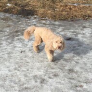 Abby #dogwalkeryyc #calgarydogwalks