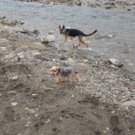 Bailey & Ruby #packwalks #yycdogwalking