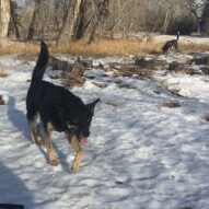 Teela & Piper #dogwalkeryyc #southwestdogwalker