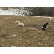 Iggy & Alara #dogwalkingcalgary #packwalksyyc