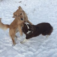 Action shot: Guinness & Waylon #packwalkscalgary #dogwalkingcalgary
