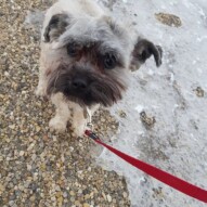 Teddy so cute and innocent #packwalks #yycdogwalking