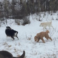 Abby, Storm & Kia #dogwalkeryyc #packwalkscalgary #calgarydogwalker