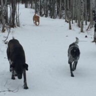 Piper, Vin & Molly #dogwalkeryyc #packwalksswcalgary