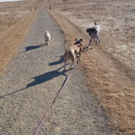 Knute & sniper about to play! & Taz walking off #packwalksyyc #dogwalking