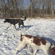 Wallace & Piper #dogwalkingcalgary #packwalkscalgary