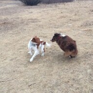Rough housing: Wallace & Waylon #packwalkscalgary #yycdogwalker
