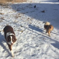 Waylon & Wiley #dogwalkingcalgary #packwalkscalgary #allbreedsallsizes