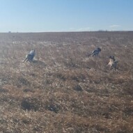 Quinn, knute & Piper running in the grass! #packwalksyyc #dogwalking