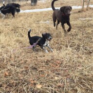 Molly & Bruce #allbreedsallsizes