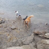 Finnigan, Daisy & Quinn getting wet and muddy #packwalksyyc #dogwalking
